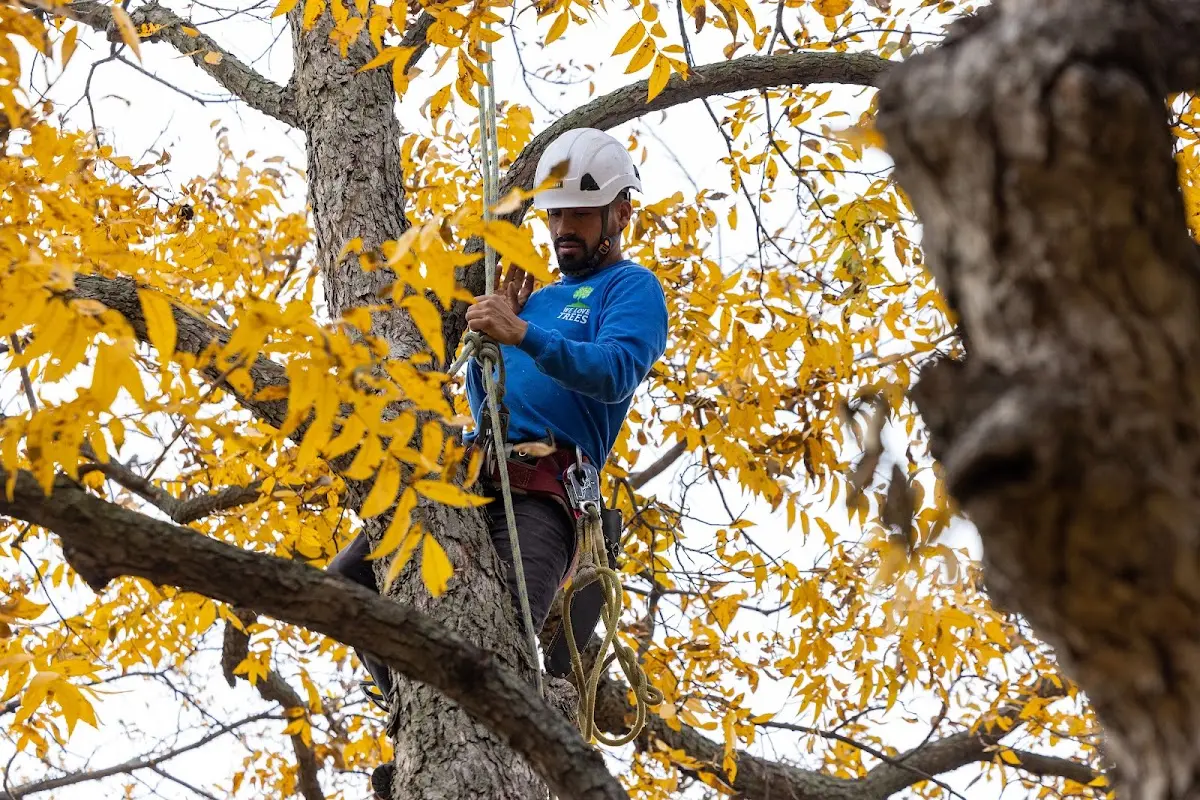 Skilled Tree Pruning crew working in French Camp